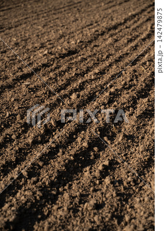 Tilled agricultural field soil showing furrows, ready for planting crops in farming season 142479875