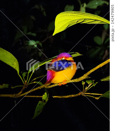 Oriental dwarf kingfisher sleeping on branch at night in Kinabatangan River rainforest Oriental dwarf kingfisher sleeping on branch at night in Kinabatangan River rainforest 142479905