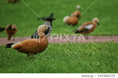 Group of Brown Ducks Standing on Green Grass Group of Brown Ducks Standing on Green Grass 142480219