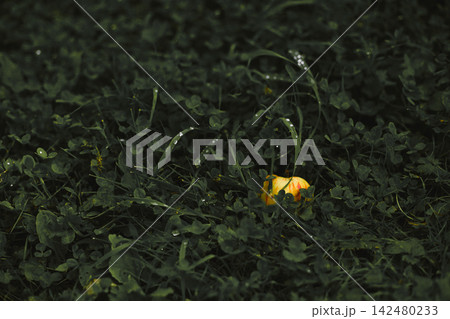 Tiny Yellow Flower Surrounded by Dark Green Foliage 142480233