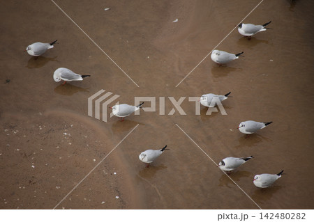 Black-Headed Gulls Standing on Wet Sand Near Water, Coastal Wildlife Photography Black-Headed Gulls Standing on Wet Sand Near Water, Coastal Wildlife Photography 142480282
