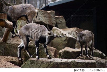 Bharal or Himalayan Blue Sheep on Rocky Terrain, Zoo Wildlife Conservation 142480289