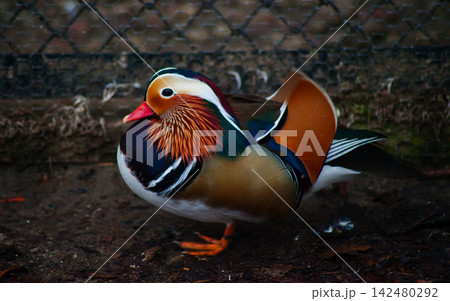 Diverse Wildlife Collection of Exotic Animals, Birds and Landscapes for Conservation Diverse Wildlife Collection of Exotic Animals, Birds and Landscapes for Conservation 142480292