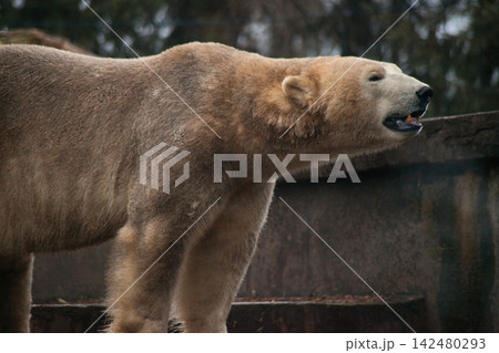 Polar Bear Standing in a Zoo Habitat, Arctic Wildlife and Climate Conservation Polar Bear Standing in a Zoo Habitat, Arctic Wildlife and Climate Conservation 142480293