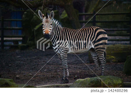 Grevy's Zebra Walking in Natural Habitat, Endangered Wildlife and Safari Photography Grevy's Zebra Walking in Natural Habitat, Endangered Wildlife and Safari Photography 142480296