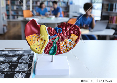 Medical students mastering digestive diagnostics with realistic organ replicas and computed tomography imaging in a modern library 142480331