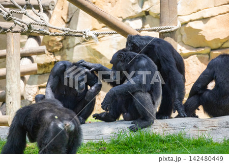 Chimpanzees grooming each other showing social interaction 142480449