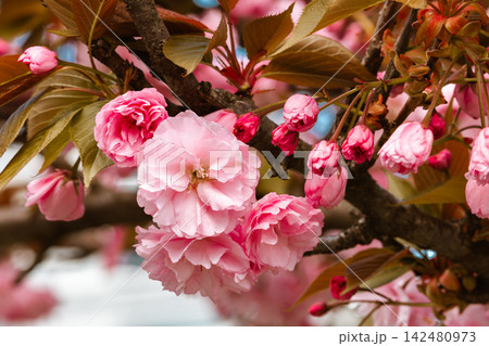 Pink Cherry Blossoms in Full Bloom Against Blue Sky Pink Cherry Blossoms in Full Bloom Against Blue Sky 142480973