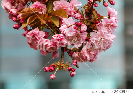 Pink Cherry Blossoms in Full Bloom Against Blue Sky Pink Cherry Blossoms in Full Bloom Against Blue Sky 142480979