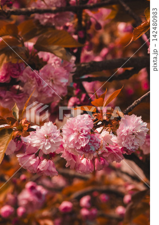 Pink Cherry Blossoms in Full Bloom Against Blue Sky Pink Cherry Blossoms in Full Bloom Against Blue Sky 142480983
