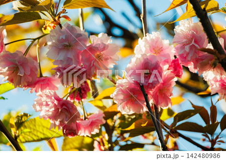 Pink Cherry Blossoms in Full Bloom Against Blue Sky Pink Cherry Blossoms in Full Bloom Against Blue Sky 142480986