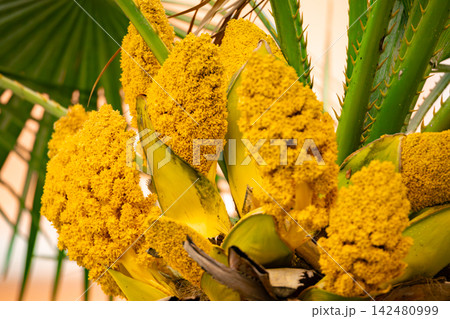 Green Bamboo Stalks in a Natural Forest Setting Green Bamboo Stalks in a Natural Forest Setting 142480999