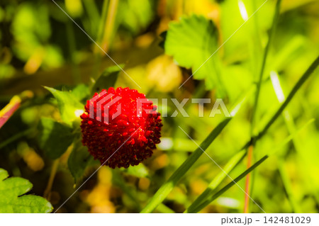 Wild Strawberry Fruit Macro Close Up in Natural Grass 142481029