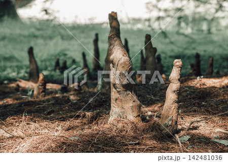 Cypress Knees Emerging from Forest Floor in Wetland Cypress Knees Emerging from Forest Floor in Wetland 142481036