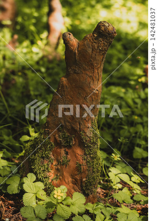 Cypress Knees Emerging from Forest Floor in Wetland 142481037