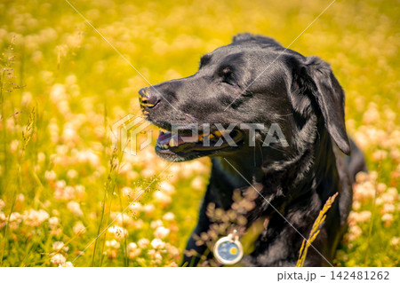 Black Labrador Retriever Relaxing in Green Meadow Black Labrador Retriever Relaxing in Green Meadow 142481262