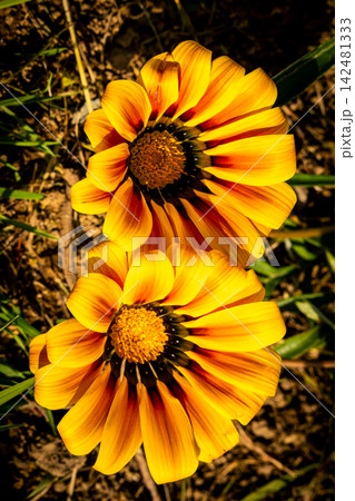Yellow and Red Gazania Flower Macro Close Up Yellow and Red Gazania Flower Macro Close Up 142481333