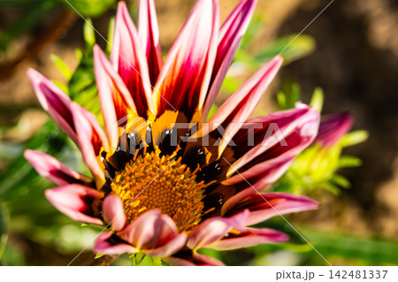 Yellow and Red Gazania Flower Macro Close Up 142481337