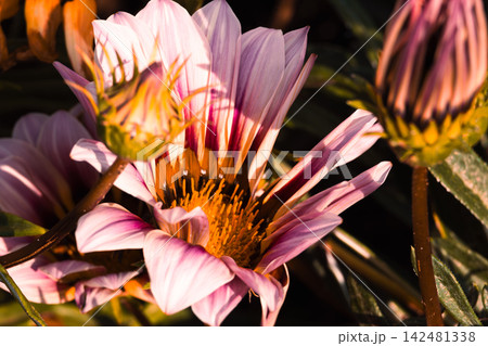 Yellow and Red Gazania Flower Macro Close Up 142481338