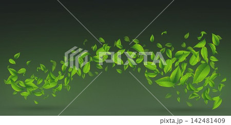 Fresh green leaves flying in a gentle wave pattern on dark background Fresh green leaves flying in a gentle wave pattern on dark background 142481409