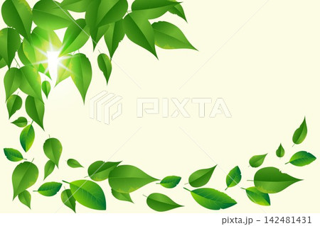 Bright sun shining through fresh green leaves creating a vibrant natural border 142481431