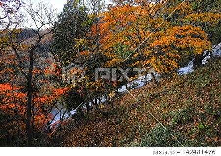 秋の奥日光　湯滝の紅葉／栃木県日光市 142481476