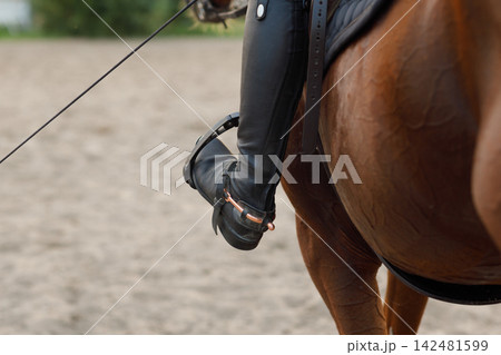 Side view of chestnut horse in harness with female rider jockey in hat helmet and white uniform with bridle stack and boots Side view of chestnut horse in harness with female rider jockey in hat helmet and white uniform with bridle stack and boots 142481599