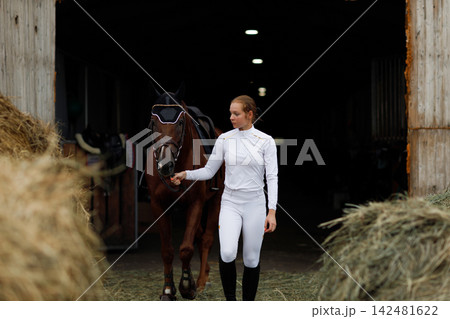 Woman rider jockey at stable preparing horse racing or jumping competition. Woman rider jockey at stable preparing horse racing or jumping competition. 142481622