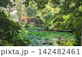 北海道大学の大野池 142482461