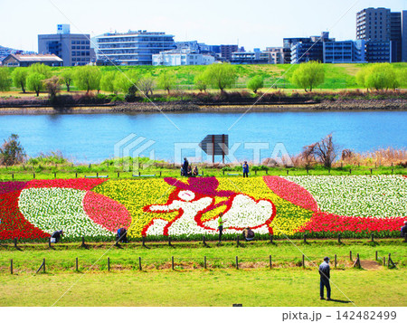 都市農業公園(東京都足立区)のチューリップ畑の風景 都市農業公園(東京都足立区)のチューリップ畑の風景 142482499