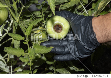 Close-up of a green tomato affected by blossom end rot, examined with a protective glove in the garden, illustrating plant disease, crop damage and horticultural care. 142482591