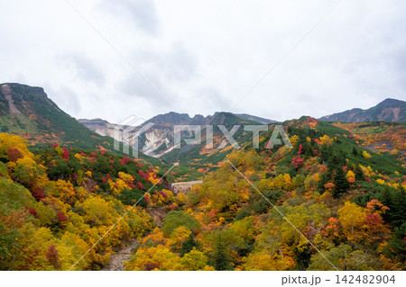 カラフルに色づいた秋の高山の林 カラフルに色づいた秋の高山の林 142482904