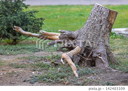 Dead Tree Stump Out Dead Tree Stump Out 142483109