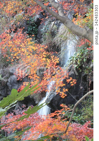 静岡県伊豆半島の深まる秋、渓流の滝を彩る美しい紅葉の木々 静岡県伊豆半島の深まる秋、渓流の滝を彩る美しい紅葉の木々 142483303
