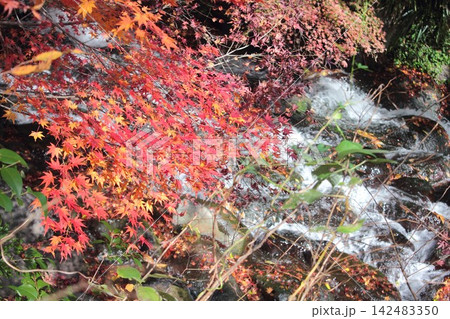 静岡県伊豆半島、深まる秋の渓流を彩る美しい紅葉の木々 静岡県伊豆半島、深まる秋の渓流を彩る美しい紅葉の木々 142483350