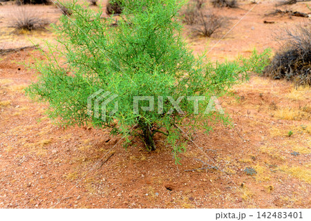 Palo Verde Tree Seedling, Sonora Desert, Mid Summer Palo Verde Tree Seedling, Sonora Desert, Mid Summer 142483401