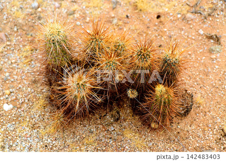 Hedge Hog cactus 142483403