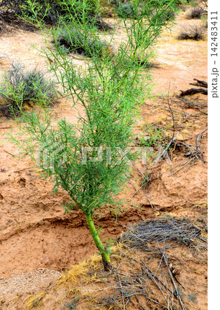 Palo Verde Tree Seedling, Sonora Desert, Mid Summer Palo Verde Tree Seedling, Sonora Desert, Mid Summer 142483411
