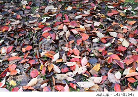 11月、万博記念公園の落ち葉 142483648