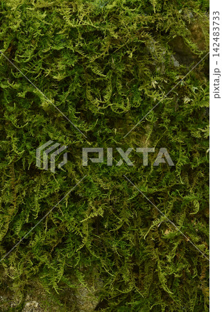 苔　苔の背景素材　自然背景 142483733