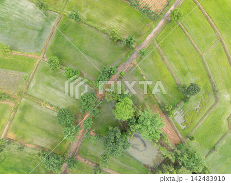 Drone view of cultivated rice fields, irrigation pond and rural farm road in tropical countryside. Water management, sustainable farming and resilient food production. Traditional cultivation. Drone view of cultivated rice fields, irrigation pond and rural farm road in tropical countryside. Water management, sustainable farming and resilient food production. Traditional cultivation. 142483910