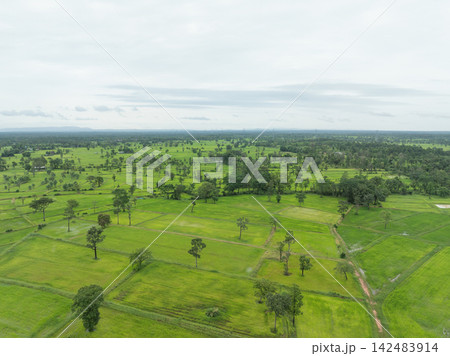 Aerial view of green rice paddies across rural Southeast Asia during rainy growing season. Cultivated farmland, irrigation networks and sustainable agricultural food production. Traditional farming. 142483914