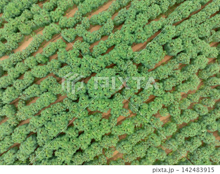 Aerial top view of green cassava plantation on farmland during wet season. Drought tolerant crops supporting food security and sustainable agriculture. Food security and climate adaptation farming. 142483915