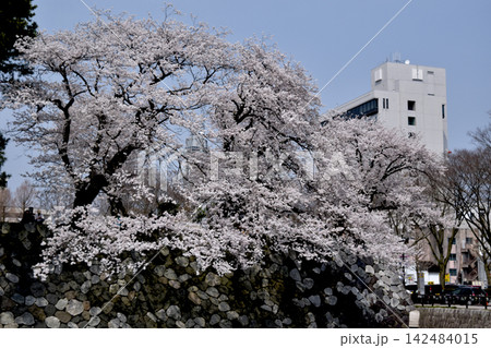 満開の桜と富山城の石垣が彩る春の風景 満開の桜と富山城の石垣が彩る春の風景 142484015