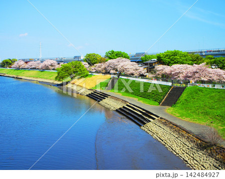 都市農業公園(東京都足立区)の芝川沿いの桜並木の美しい風景 都市農業公園(東京都足立区)の芝川沿いの桜並木の美しい風景 142484927