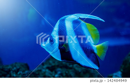 Beautiful longfin bannerfish swimming in deep blue water near reef Beautiful longfin bannerfish swimming in deep blue water near reef 142484949