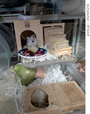 リンゴを食べるハムスター リンゴを食べるハムスター 142485258