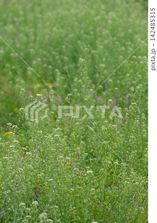 春の畔に咲く草花 春の畔に咲く草花 142485315