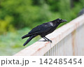 公園の橋にとまるカラス 142485454