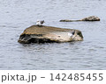 海岸の岩の上にいるウミネコ 142485455